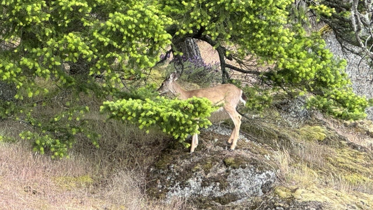 Photo of Others in Pender Island