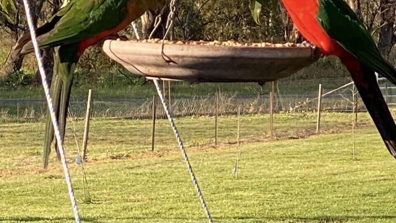 Photo of Others in Werris Creek