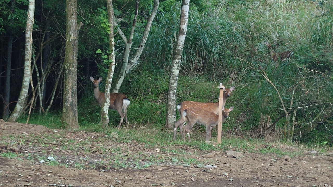 Photo of Outdoor in Yamanakako