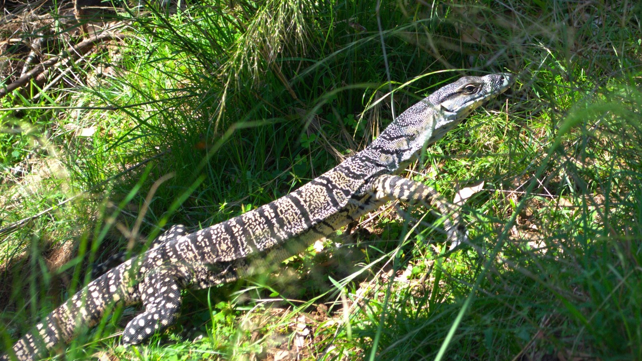 Photo of Outdoor in Wallabadah