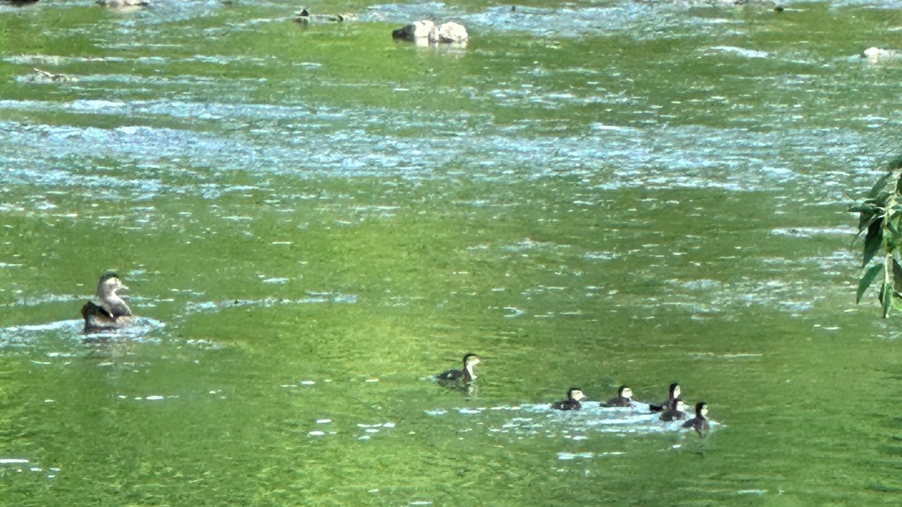 Photo of Others in Max Meadows