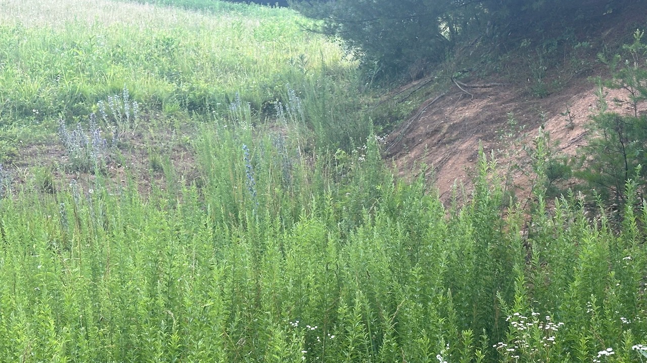 Photo of Outdoor in Max Meadows
