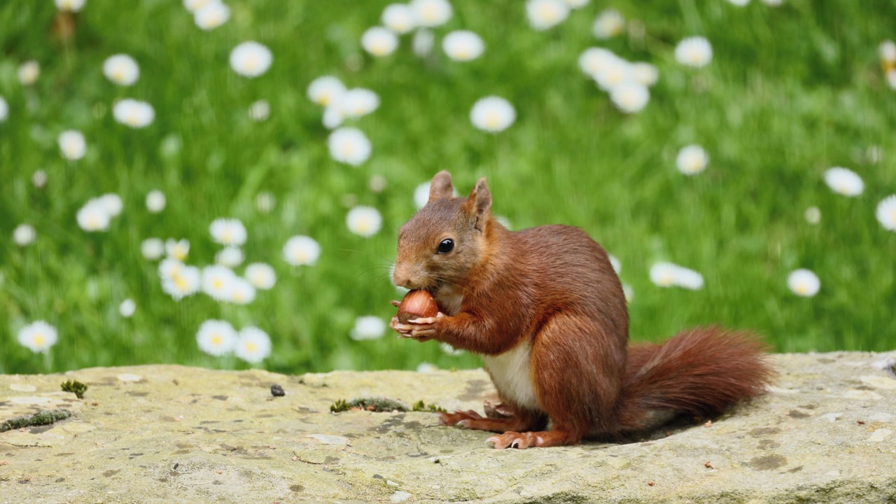 Photo of Outdoor in Saint-Germain-sur-Sarthe
