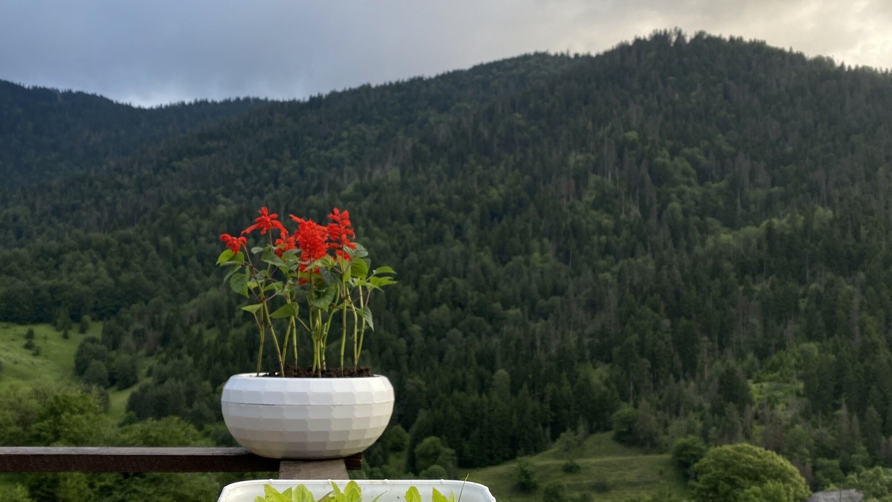 Photo of Others in Likani