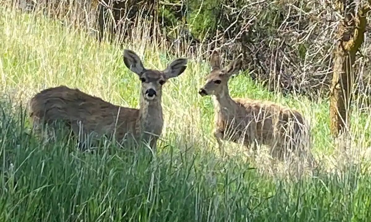 Photo of Outdoor in Golden Hills