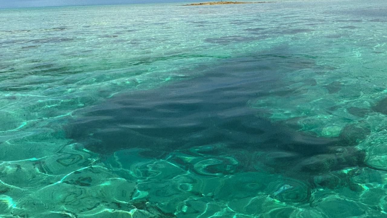 Photo of Others in Mangrove Cay