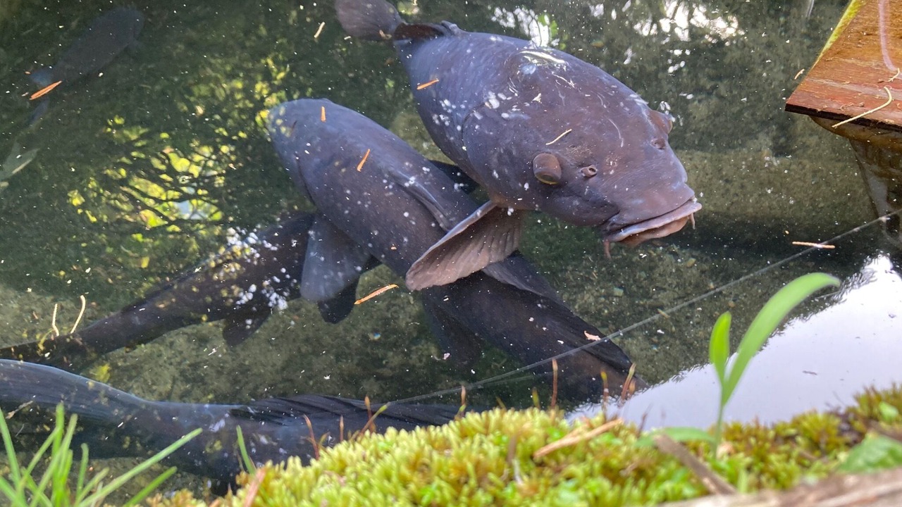 Photo of Others in Akiruno
