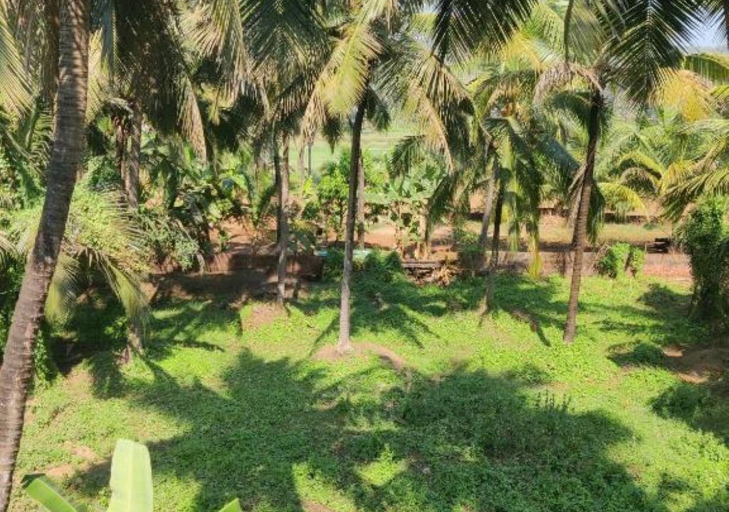 Photo of Outdoor in Mandrem