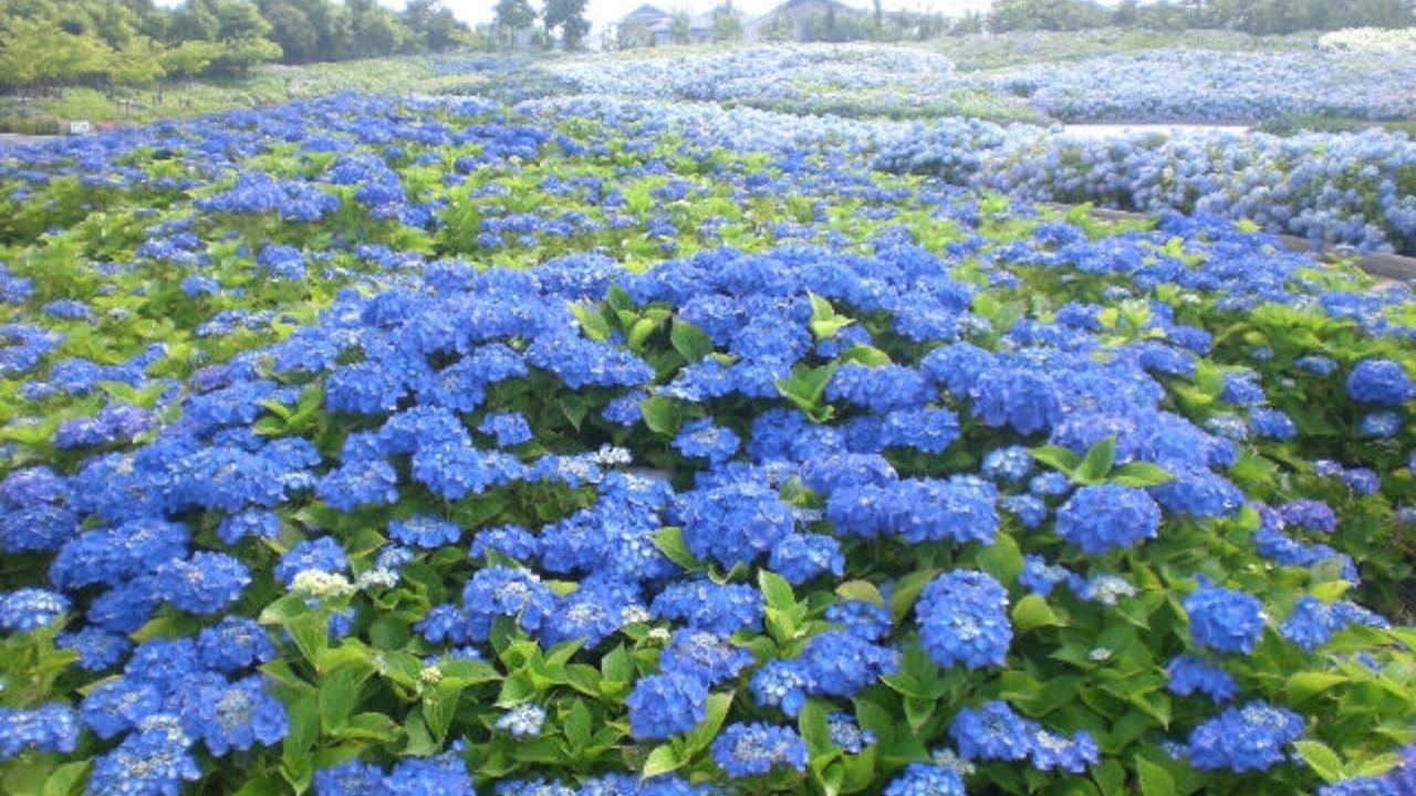 Photo of Others in Kuwana