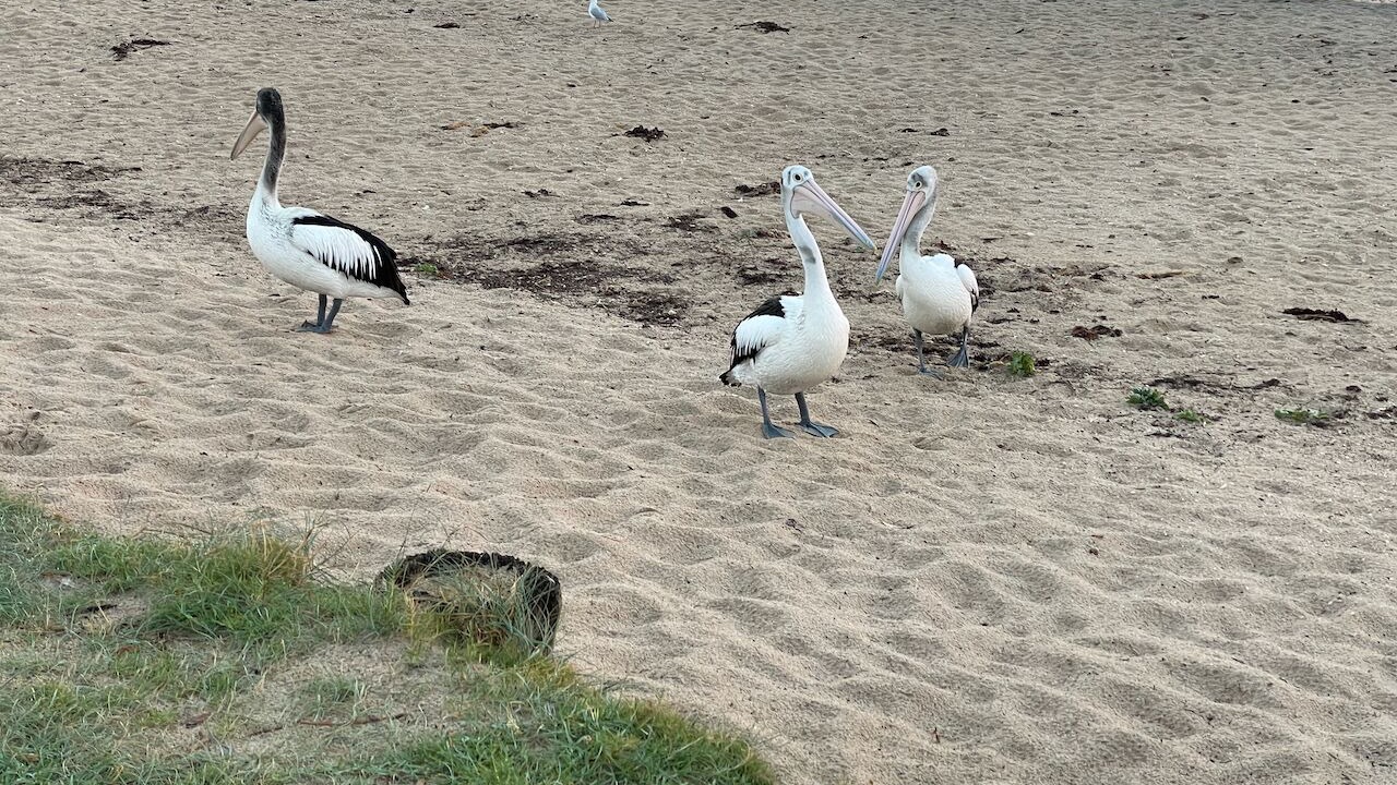 Photo of Others in Indented Head