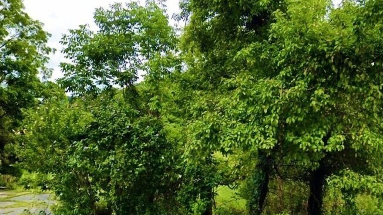 Photo of Others in Tire Hill