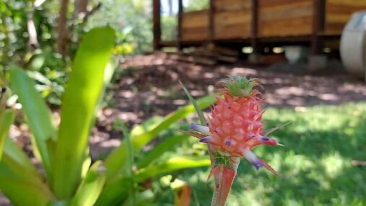 Photo of Outdoor in Barra Grande