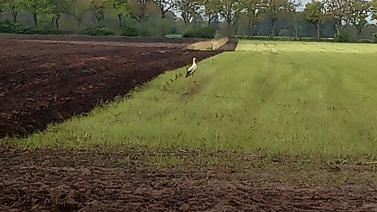 Photo of Others in Westerstede