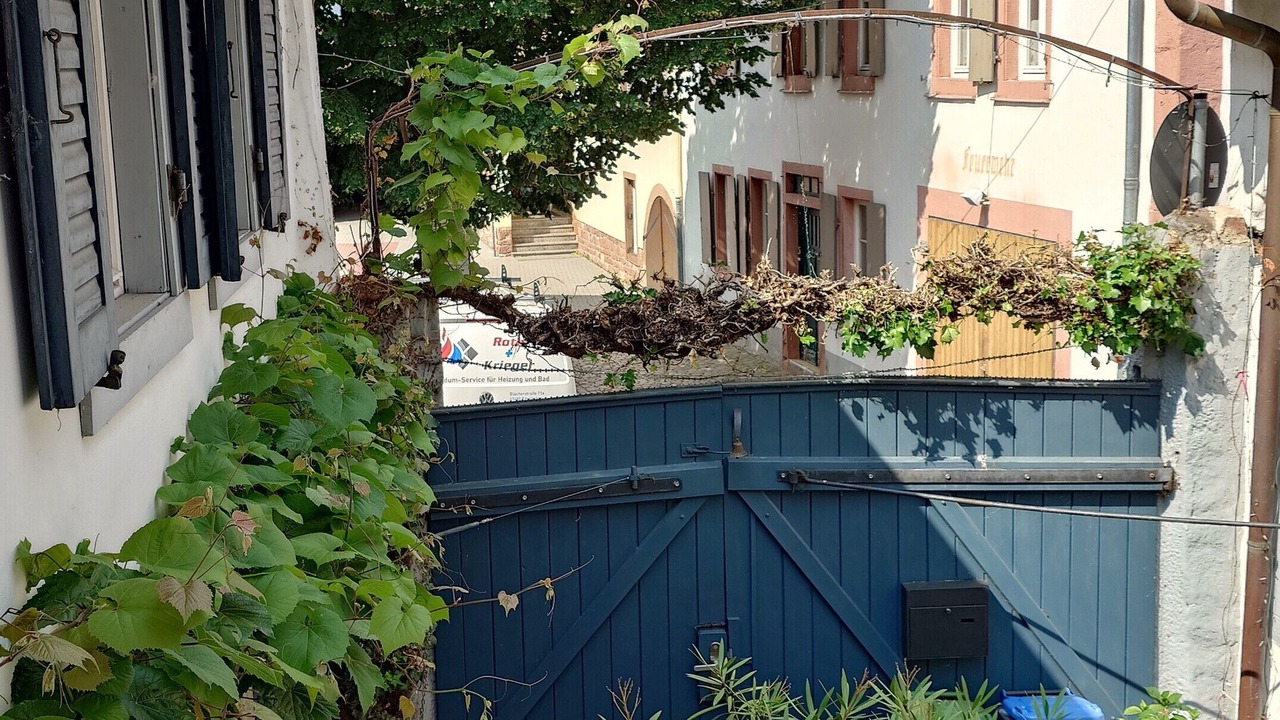 Photo of Outdoor in Rhodt unter Rietburg