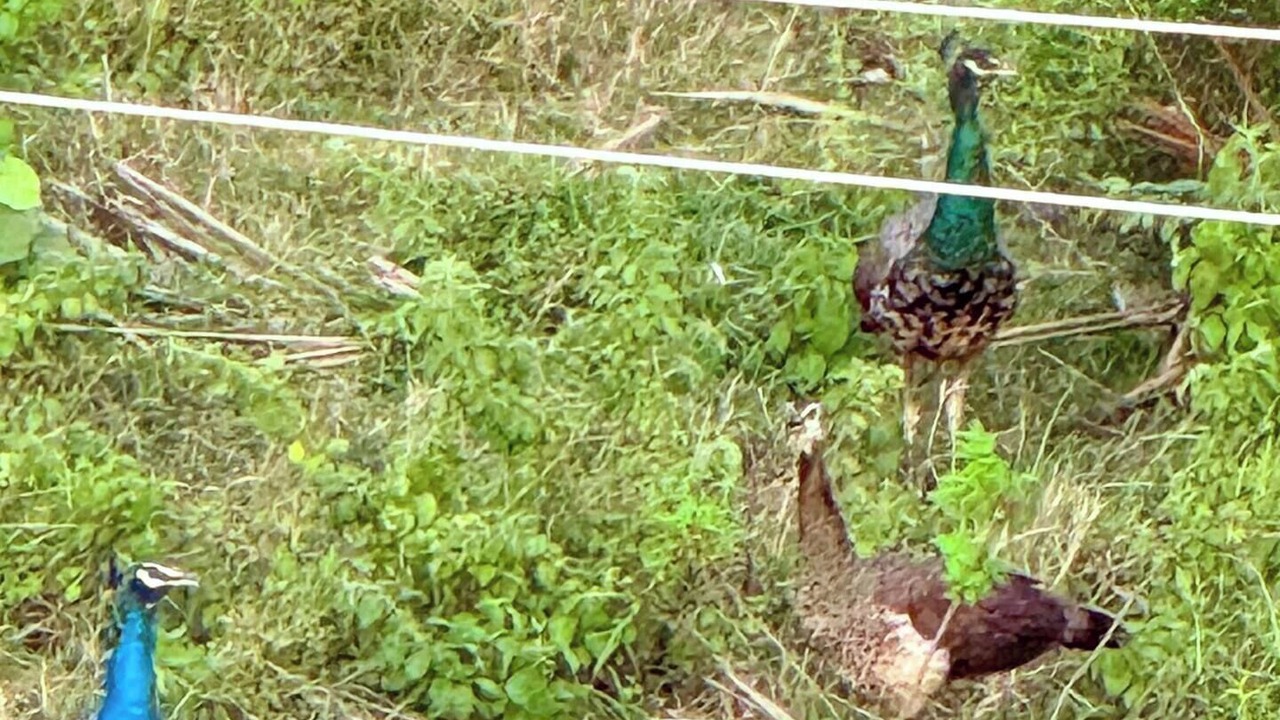 Photo of Others in Suchindram