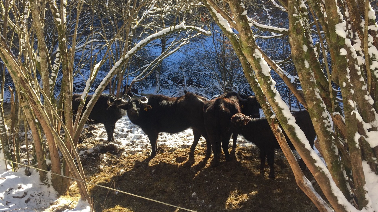 Photo of Others in Erlenbach bei Dahn