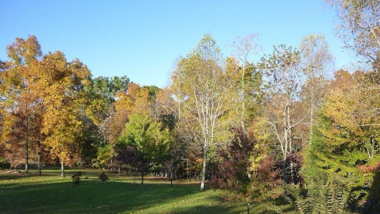 Photo of Others in Forest