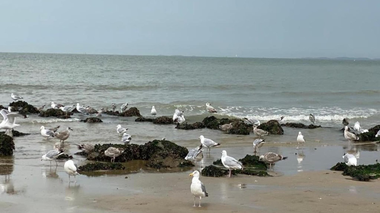 Photo of Others in Knokke