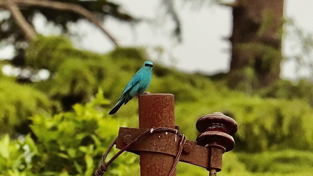 Photo of Others in Sakalana Range