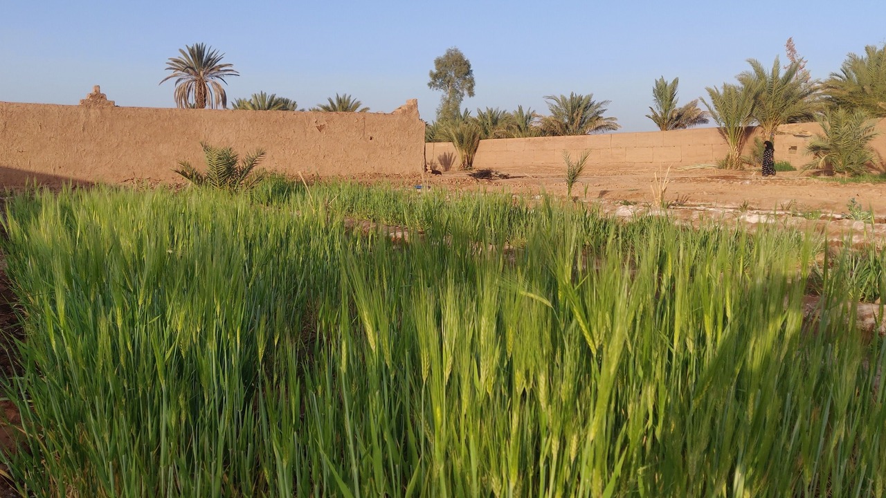 Photo of Others in Amezrou
