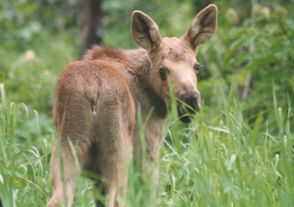 Photo of Others in Rabbit Creek