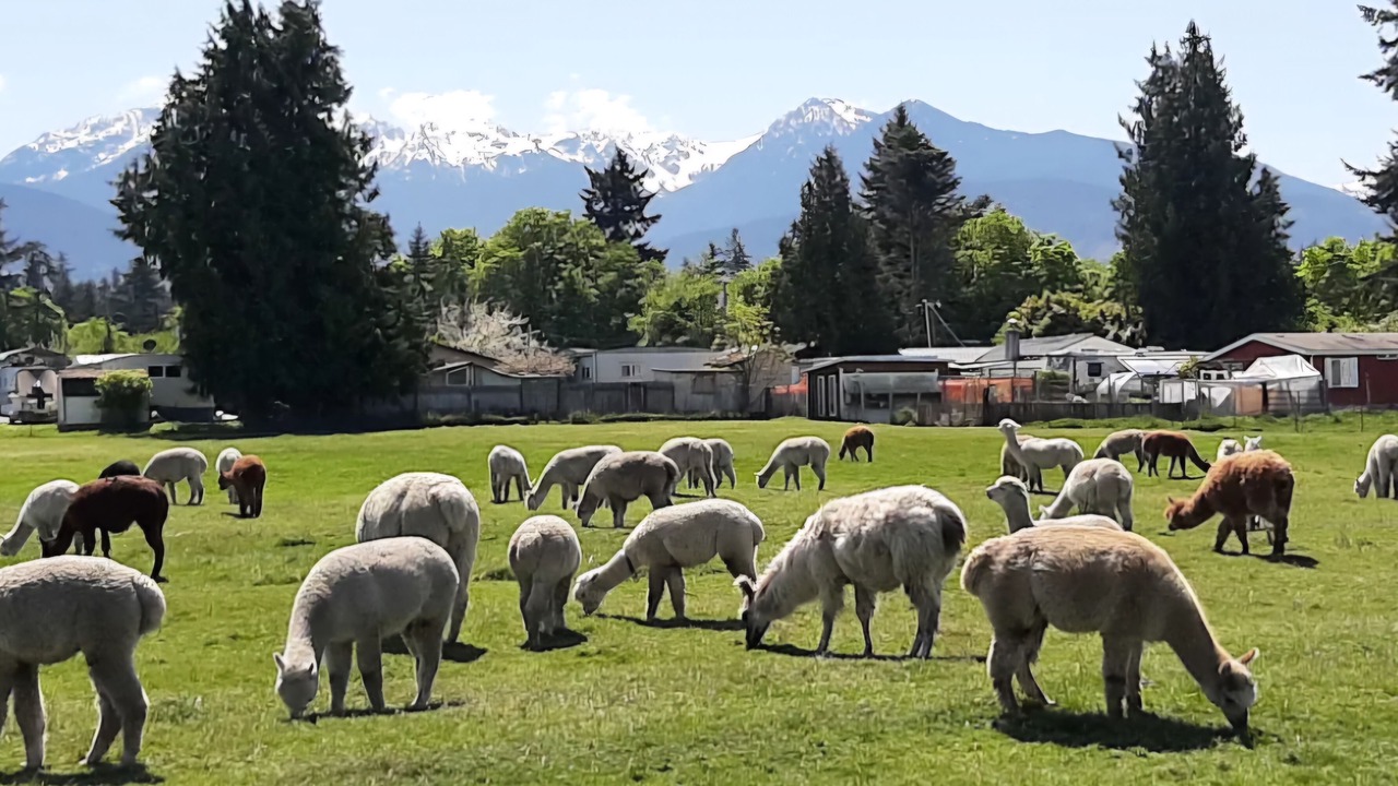 Photo of Others in Port Angeles East