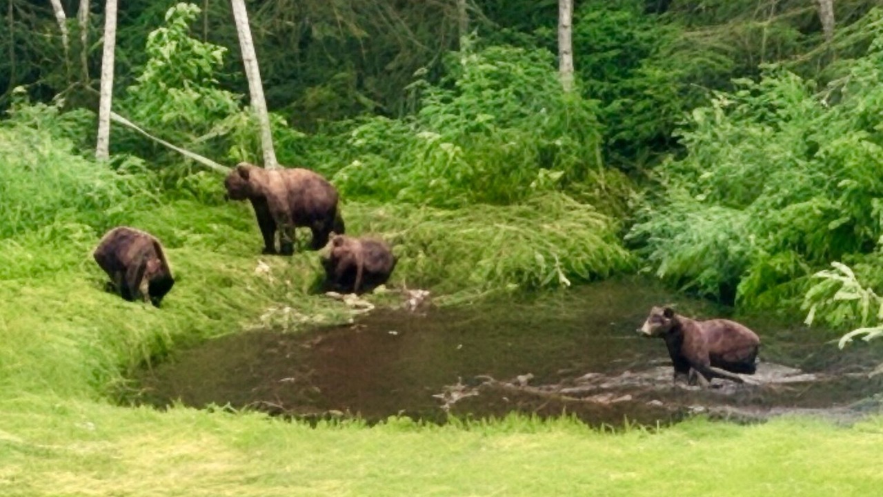 Photo of Others in Moose Pass