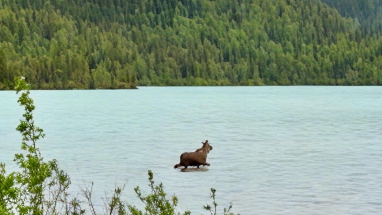 Photo of Others in Moose Pass