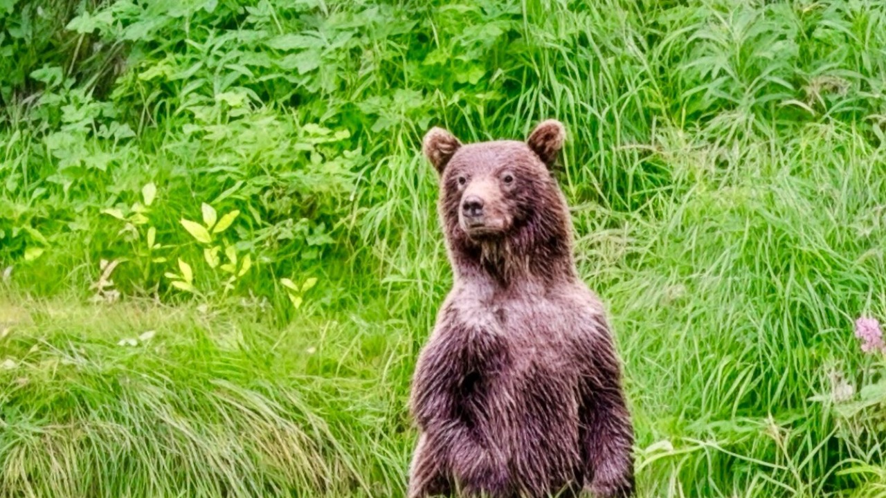 Photo of Others in Moose Pass