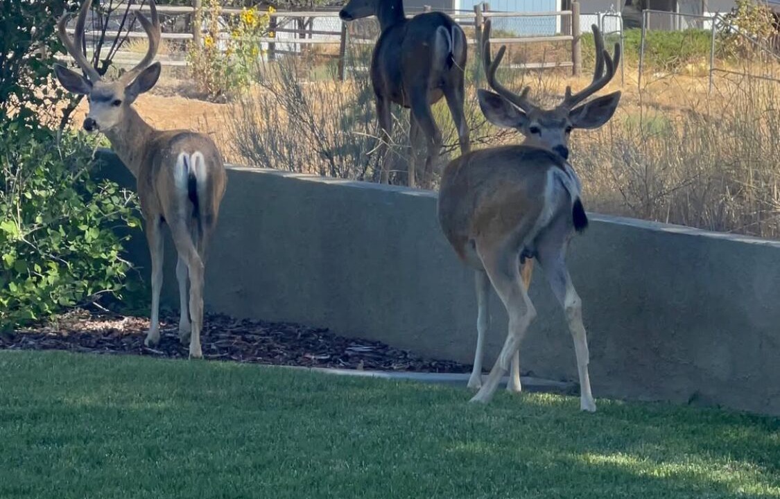 Photo of Others in Tehachapi