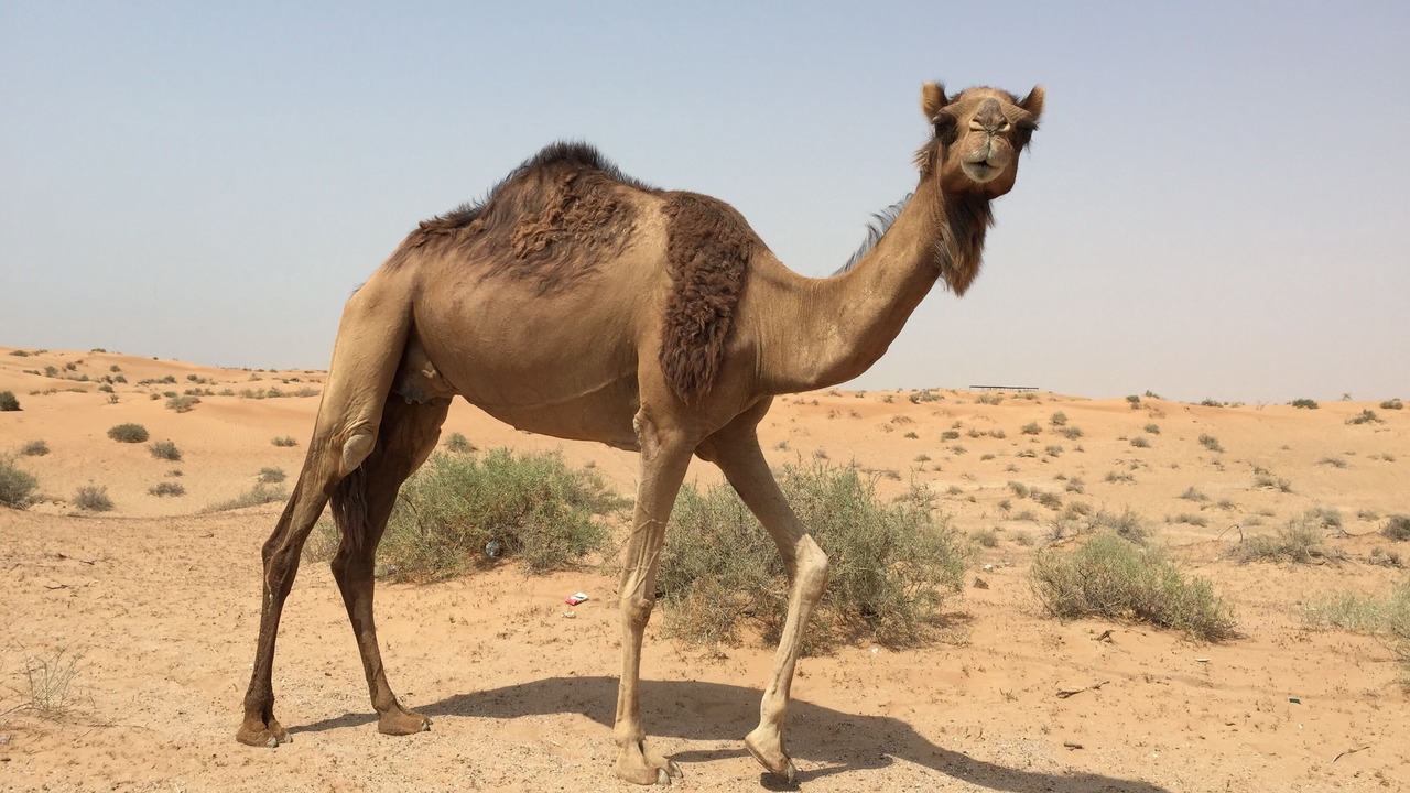 Photo of Others in Al Hamra Village