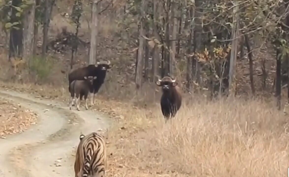 Photo of Others in Chitwan District