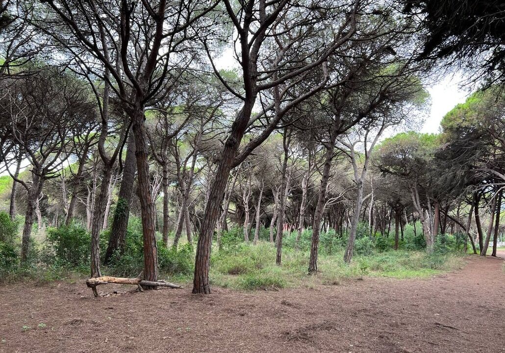 Photo of Others in Gava