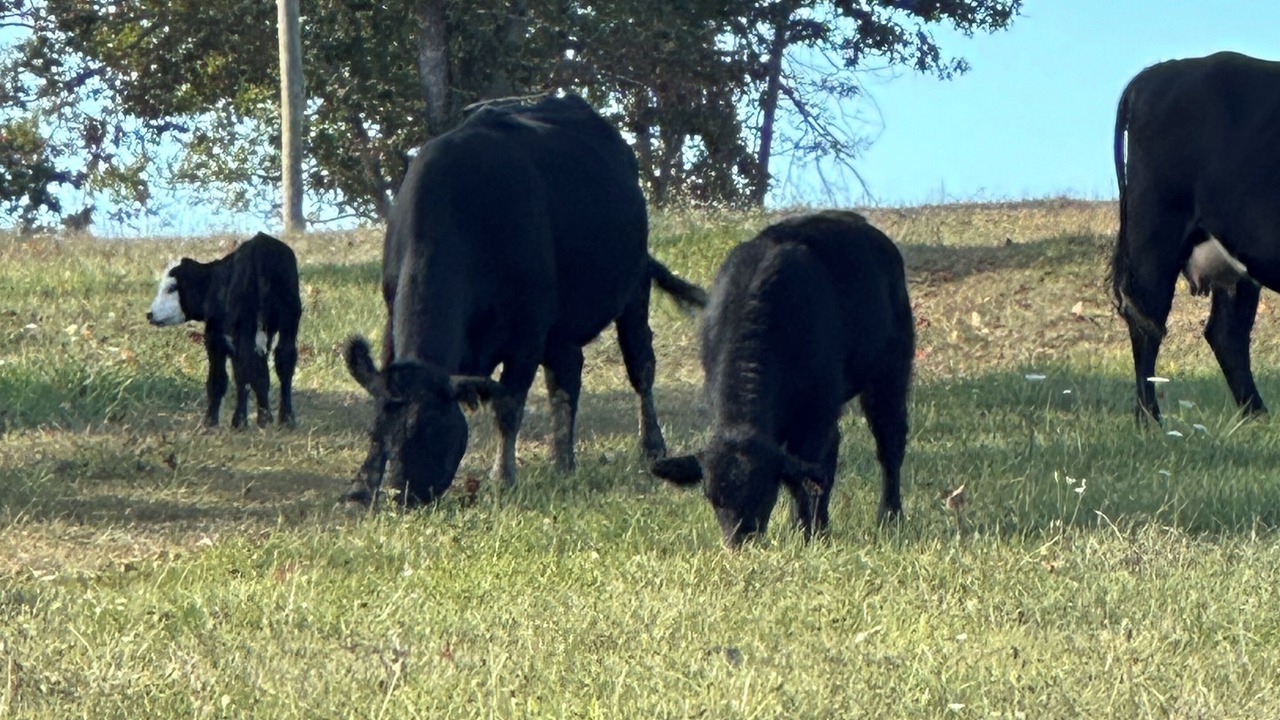 Photo of Others in Ballengee