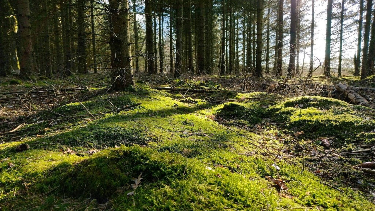Photo of Others in Skygge