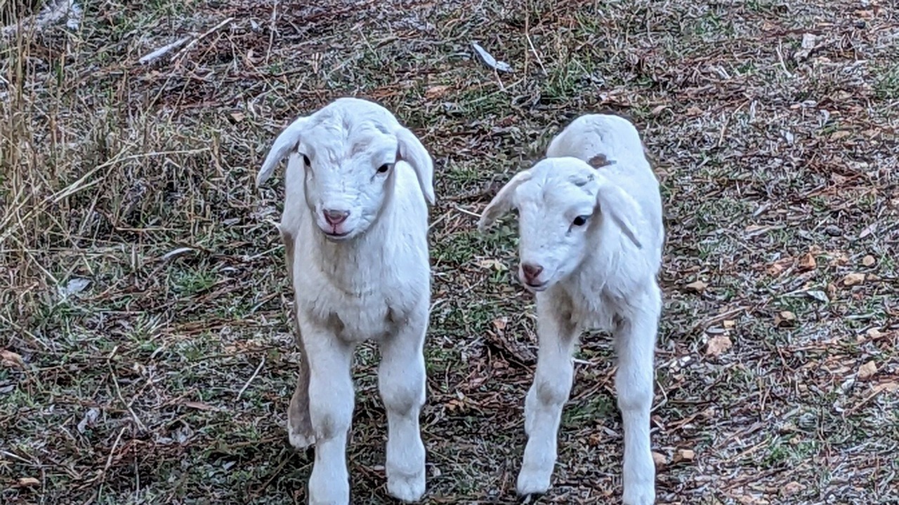 Photo of Others in Yass