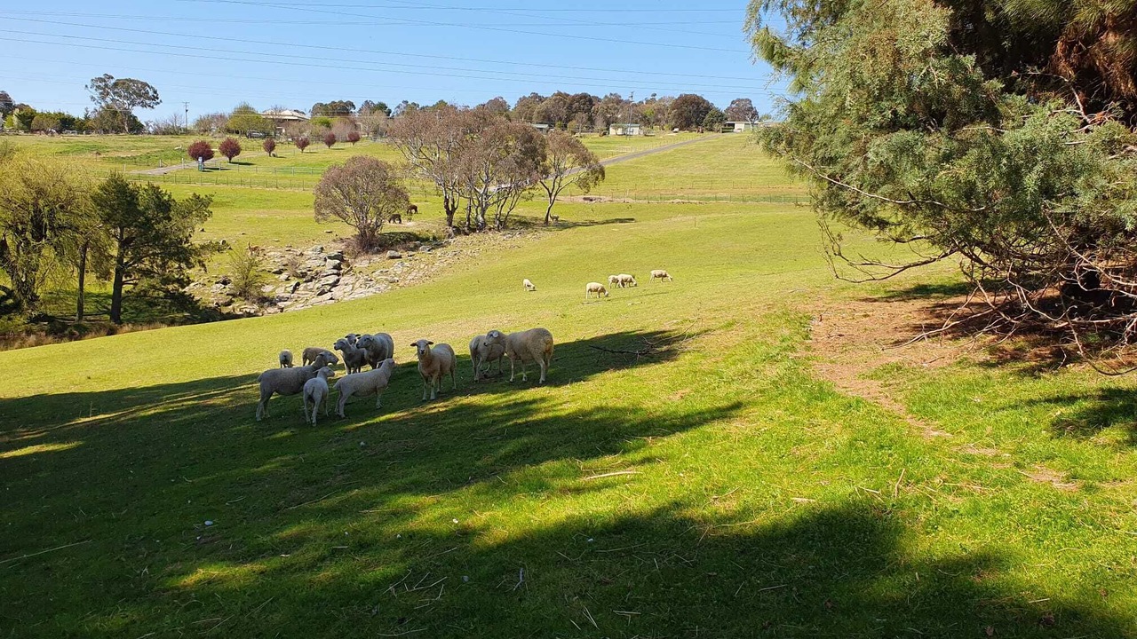 Photo of Others in Yass