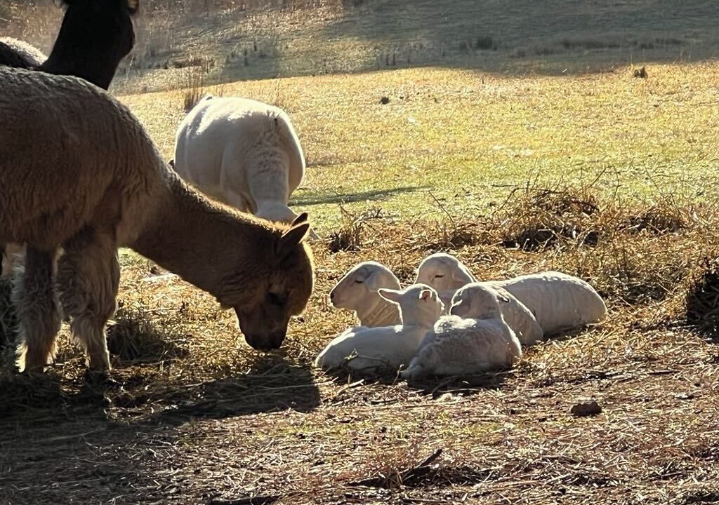 Photo of Others in Yass