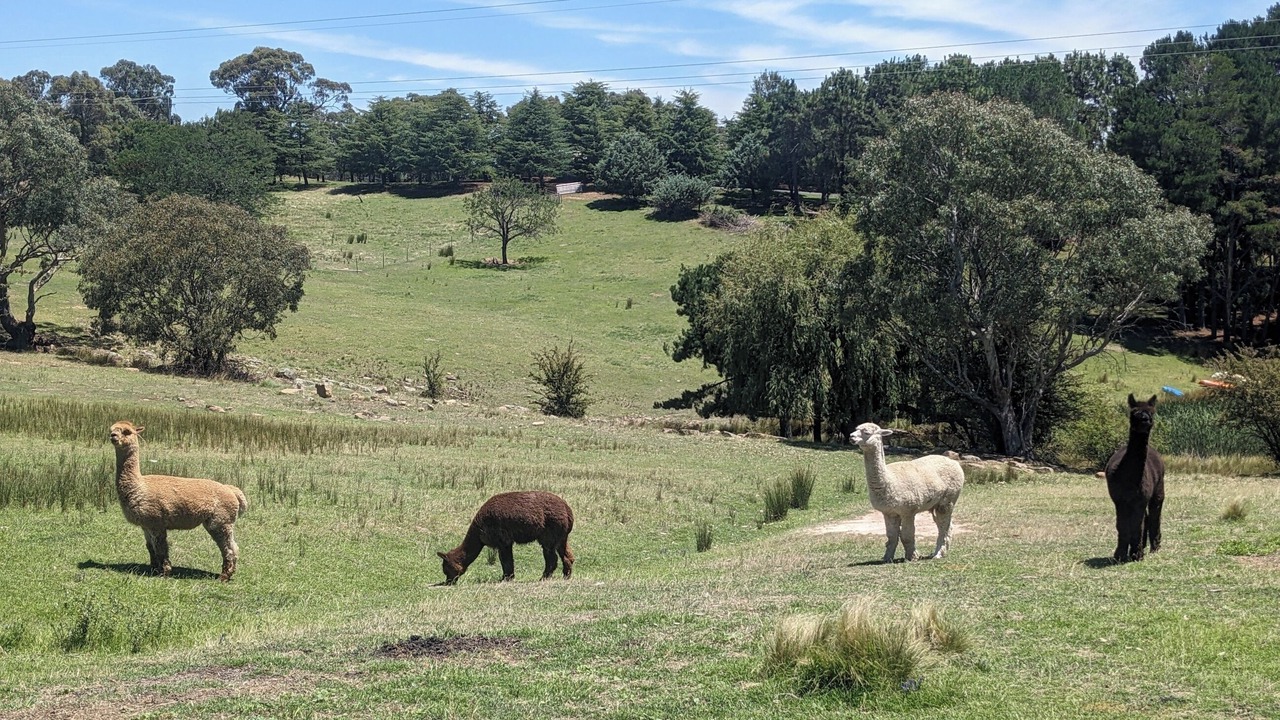 Photo of Others in Yass
