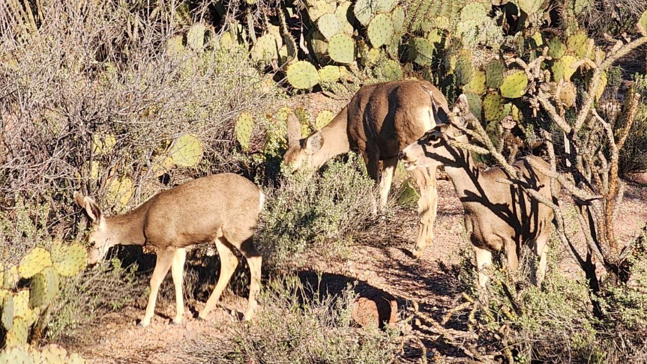 Photo of Others in Tucson