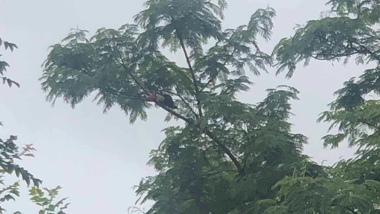 Photo of Others in Aruana Park