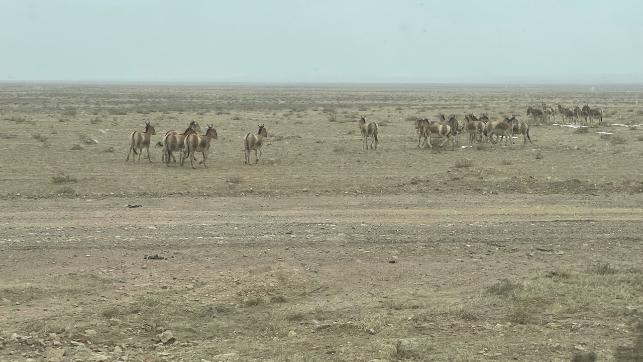 Photo of Others in Sukhbaatar