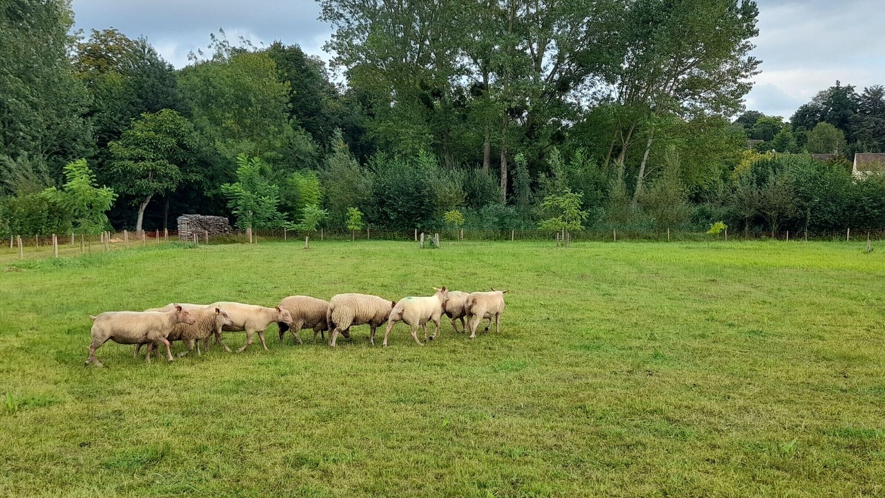Photo of Others in Thorigne-sur-Due