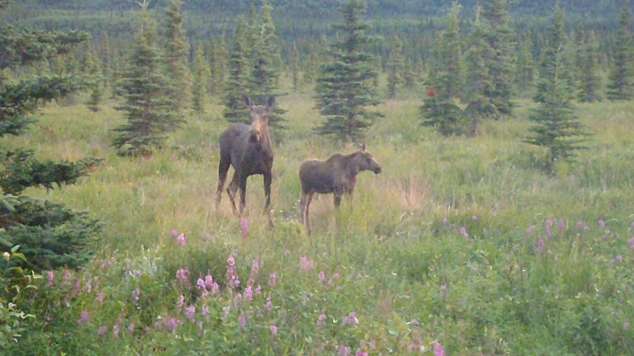Photo of Outdoor in Healy