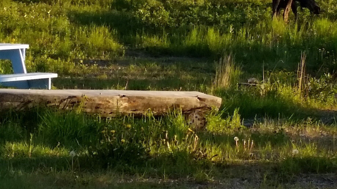 Photo of Outdoor in Healy