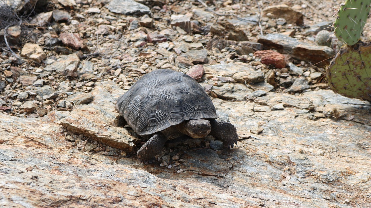 Photo of Others in Milagrosa Hills