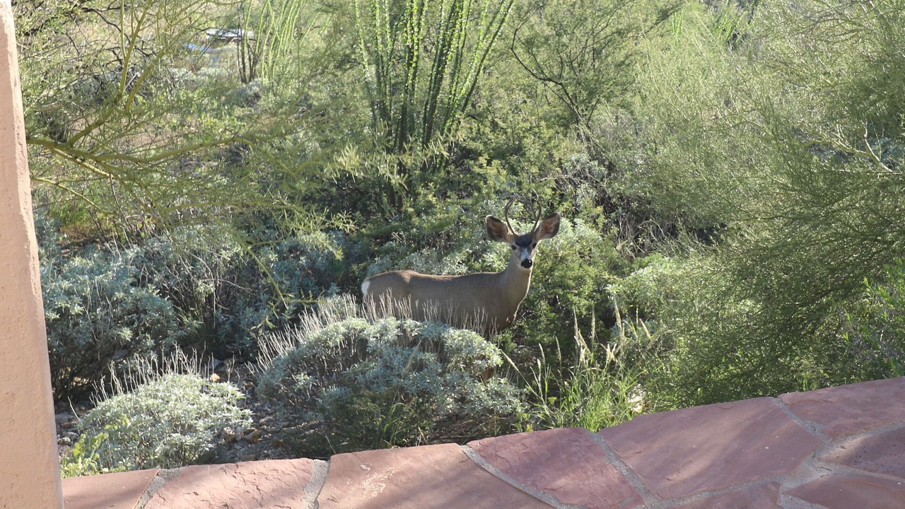 Photo of Others in Milagrosa Hills