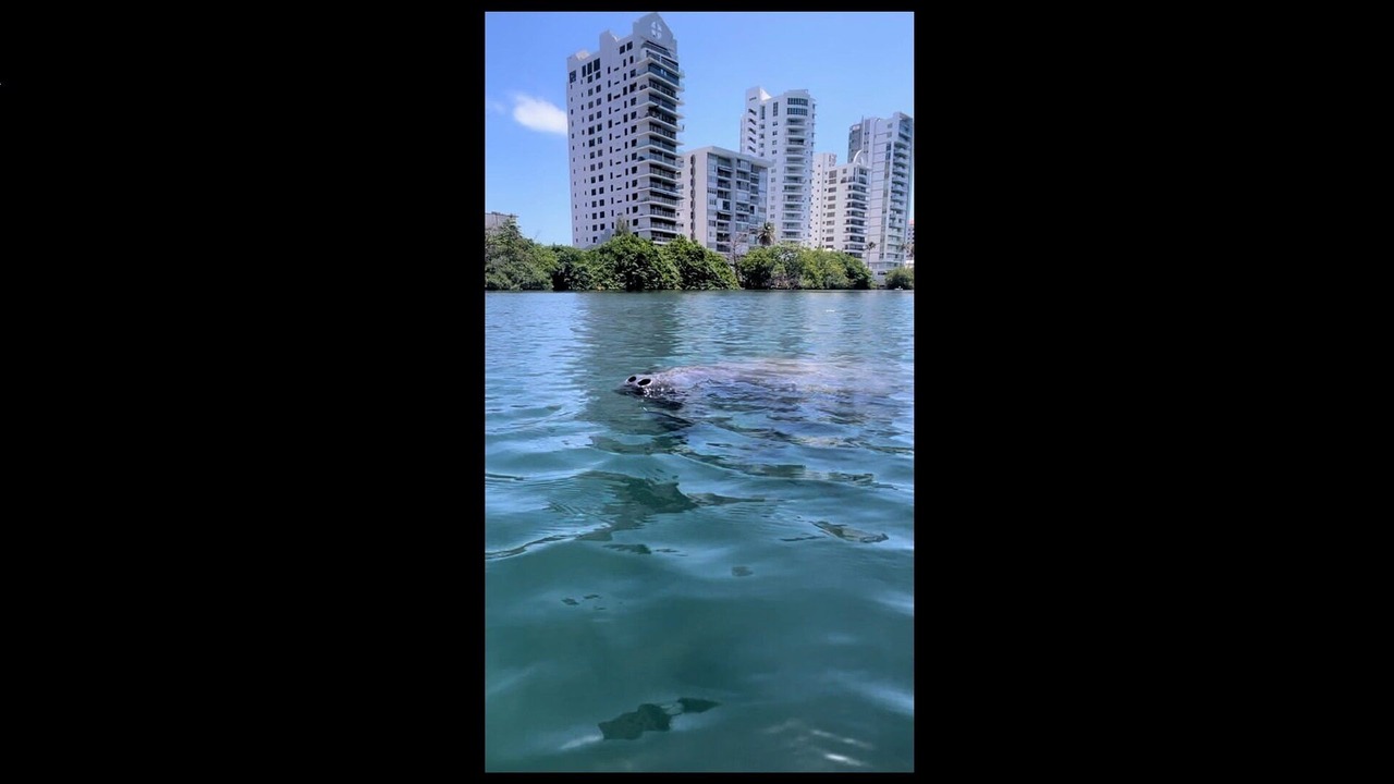 Photo of Others in Condado