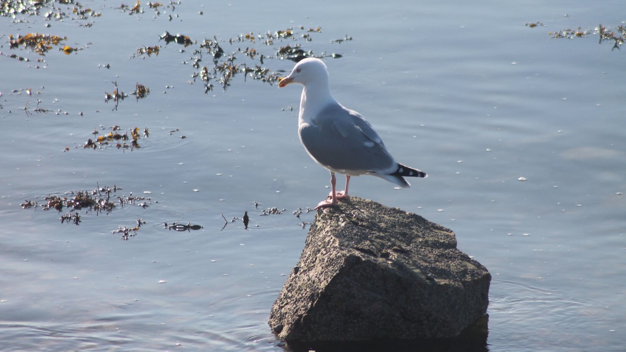 Photo of Others in Camaret-sur-Mer