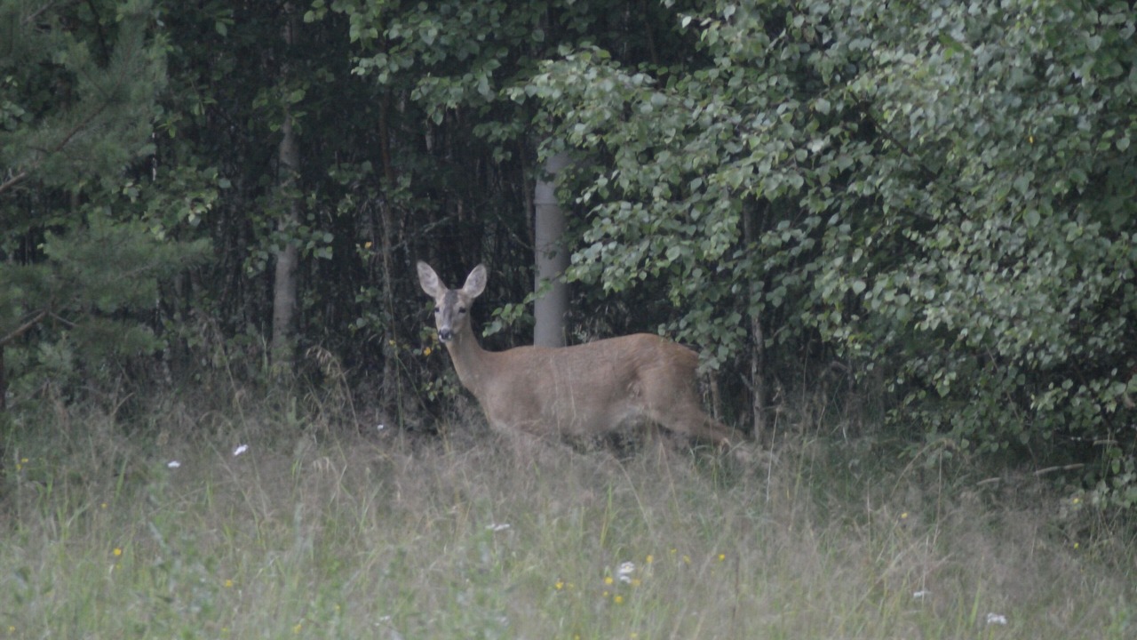 Photo of Outdoor in Torsby O